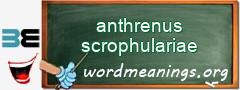 WordMeaning blackboard for anthrenus scrophulariae